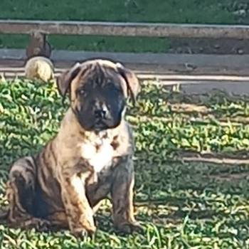 Presa Canario prelepi štenci