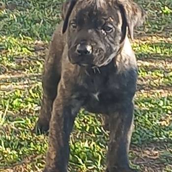 Presa Canario prelepi štenci