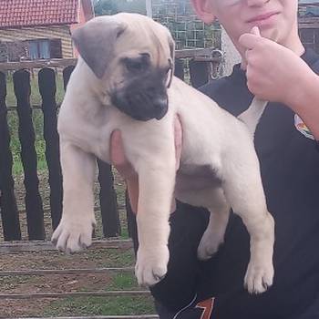 Presa Canario prelepi štenci