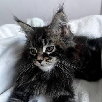 Maine coon mačići