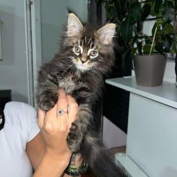 Maine coon mačići