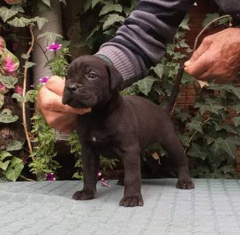 CANE CORSO top stenad