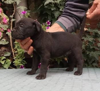 CANE CORSO top stenad