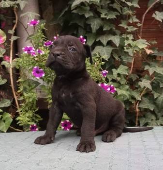 CANE CORSO top stenad