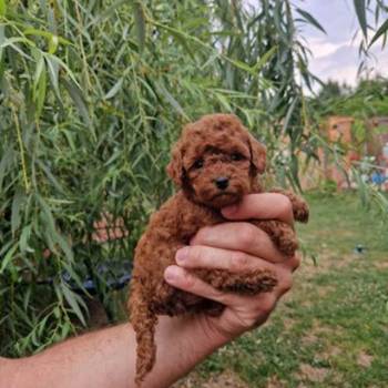 Aprikot decak i devojcica mini PUDLE