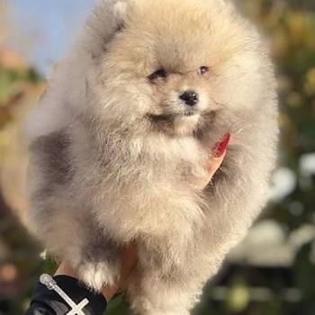 Pomeranski špic,Pomeranac,Pomeranian,Boo štenci