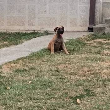 Boerboel-Južnoafrički mastif