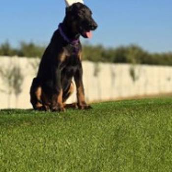 Doberman zenka