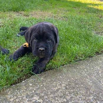 Cane Corso кученца