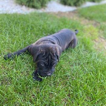 Cane Corso кученца