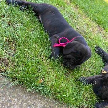 Cane Corso кученца