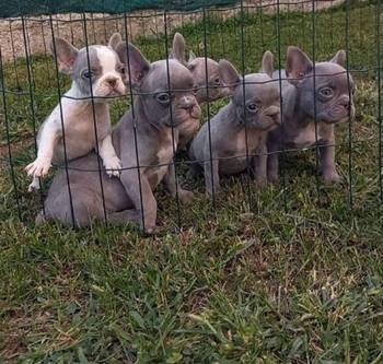 Francuski buldog štenci egzotične plave boje