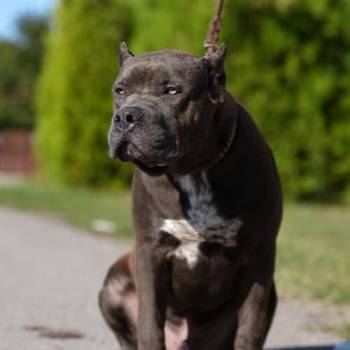 American Bully XL muško štene