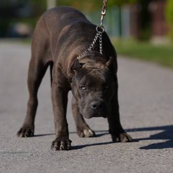 American Bully XL muško štene