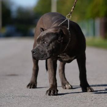 American Bully XL muško štene