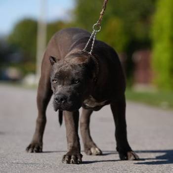 American Bully XL muško štene