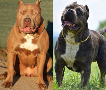 American Bully XL muško štene