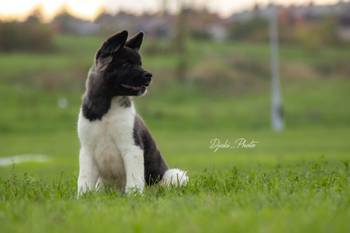 Američka Akita prelepi štenci