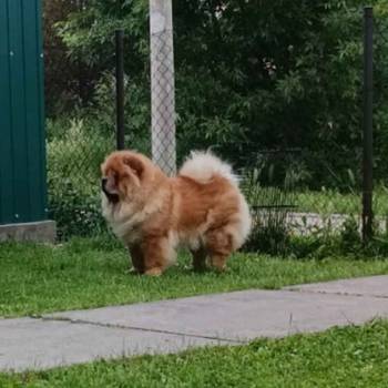 Prelepo žensko štene CHOW CHOW  krem boje