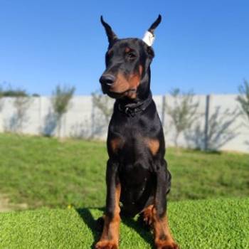 Doberman mužijaci