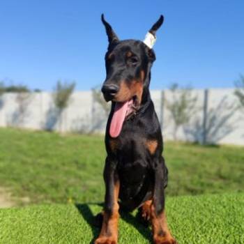 Doberman mužijaci