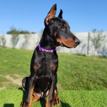 Doberman mužijaci