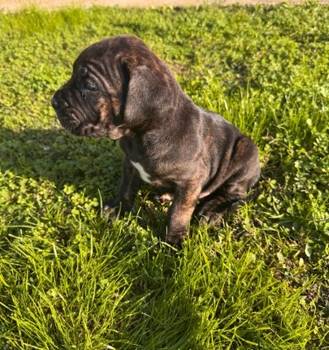 Cane Corso štenci