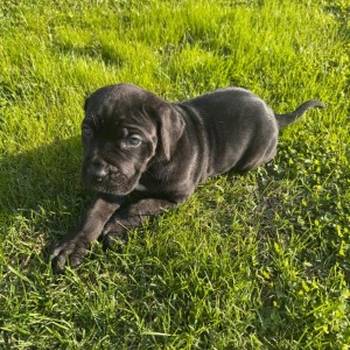 Cane Corso štenci