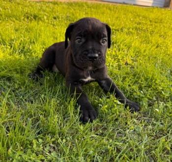 Cane Corso štenci