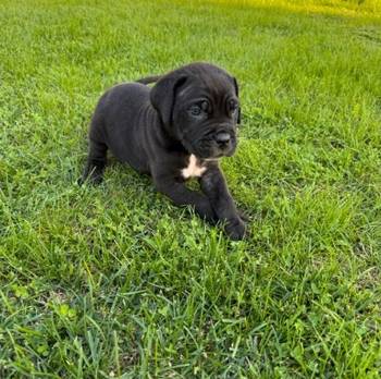 Cane Corso štenci