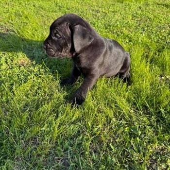 Cane Corso štenci