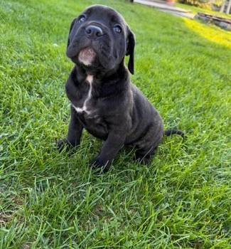 Cane Corso štenci