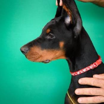 Doberman prelepi štenci