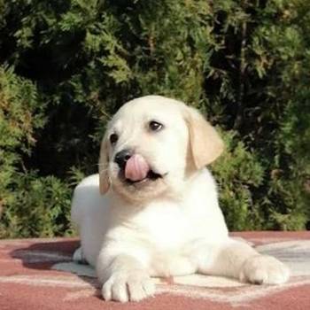 Labrador retriver