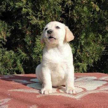 Labrador retriver