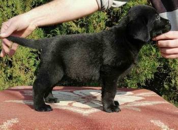 Labrador retriver