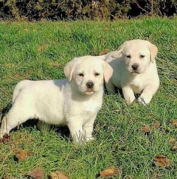 Labrador retriver