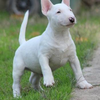 Mini Bull Terijer prelepi štenci