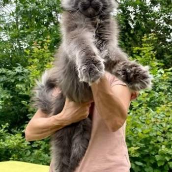 Maine Coon mačići