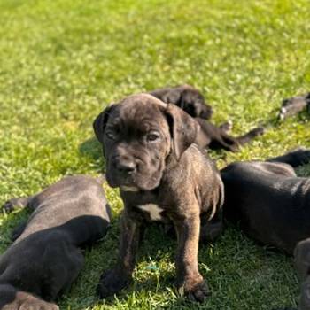 Cane Corso štenci