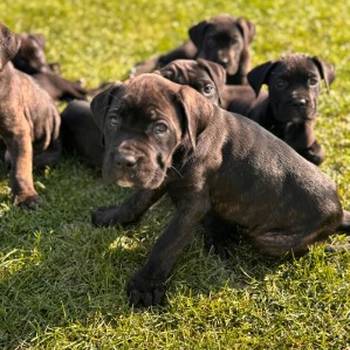 Cane Corso štenci