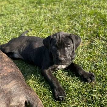 Cane Corso štenci