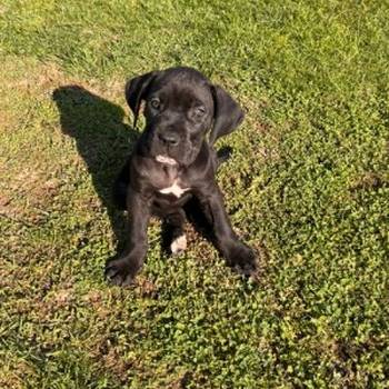 Cane Corso štenci