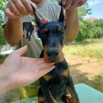 Doberman, žensko štene