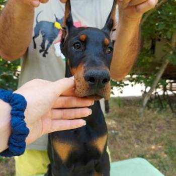 Doberman, žensko štene