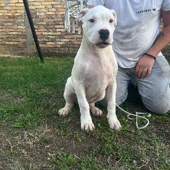 Na prodaju zenkica dogo argentino stara 5 meseci