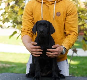 Labrador Retriver štenci