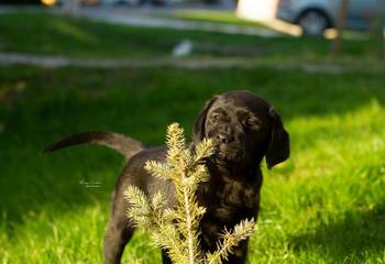 Labrador Retriver štenci