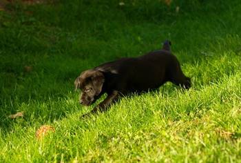 Labrador Retriver štenci