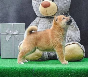 Shiba inu štenci